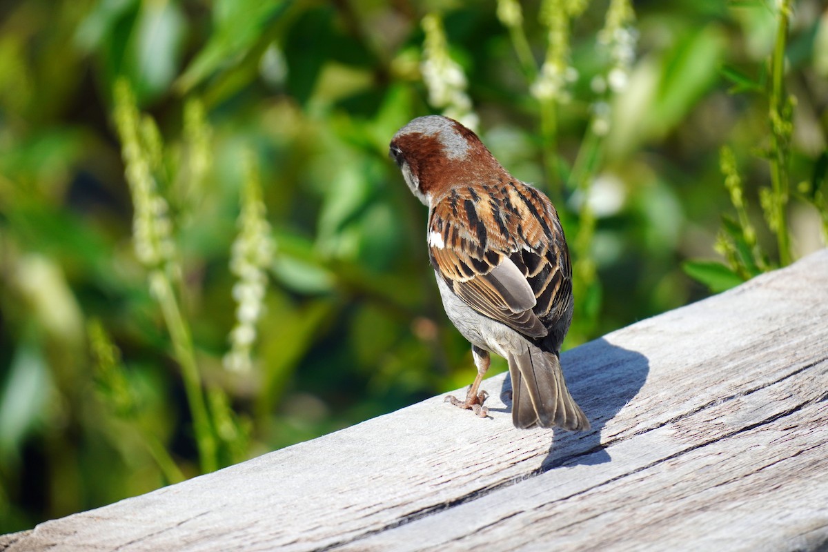 House Sparrow - Susan Iannucci