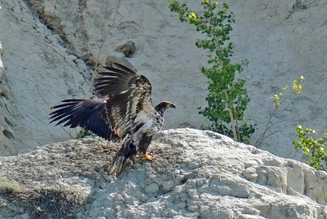 Bald Eagle - ML597031241