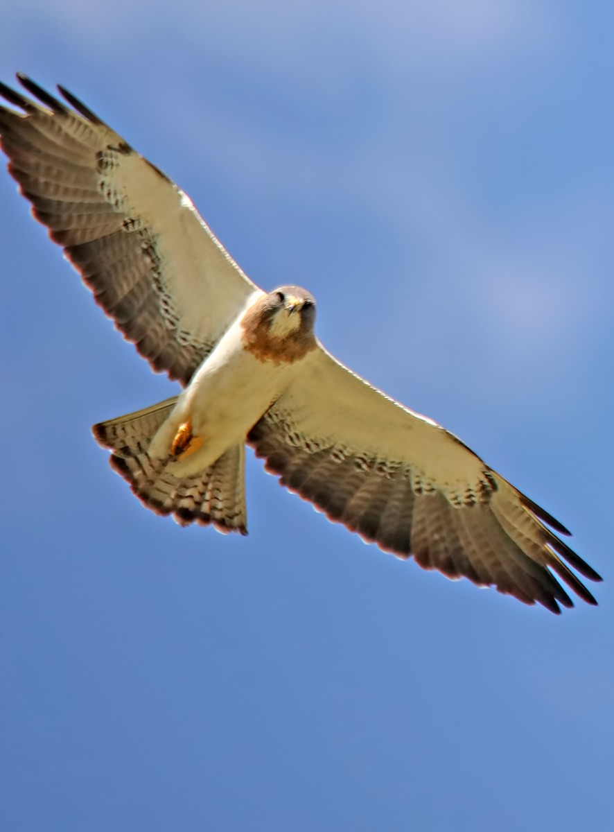 Swainson's Hawk - ML597031961