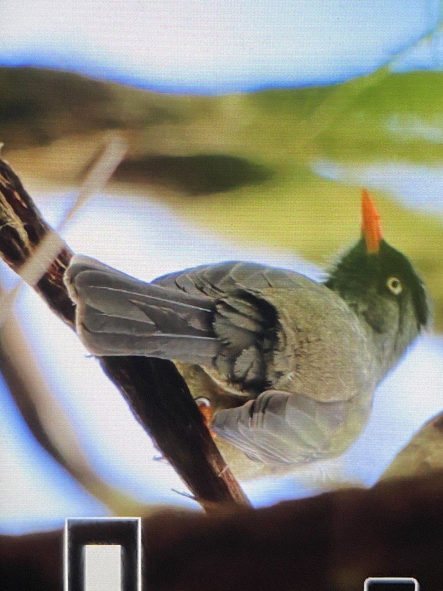 Reunion Bulbul - ML597032311