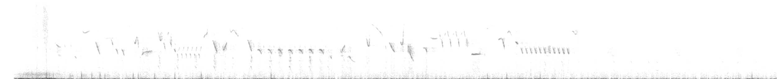 Troglodyte mignon (islandicus) - ML597032471
