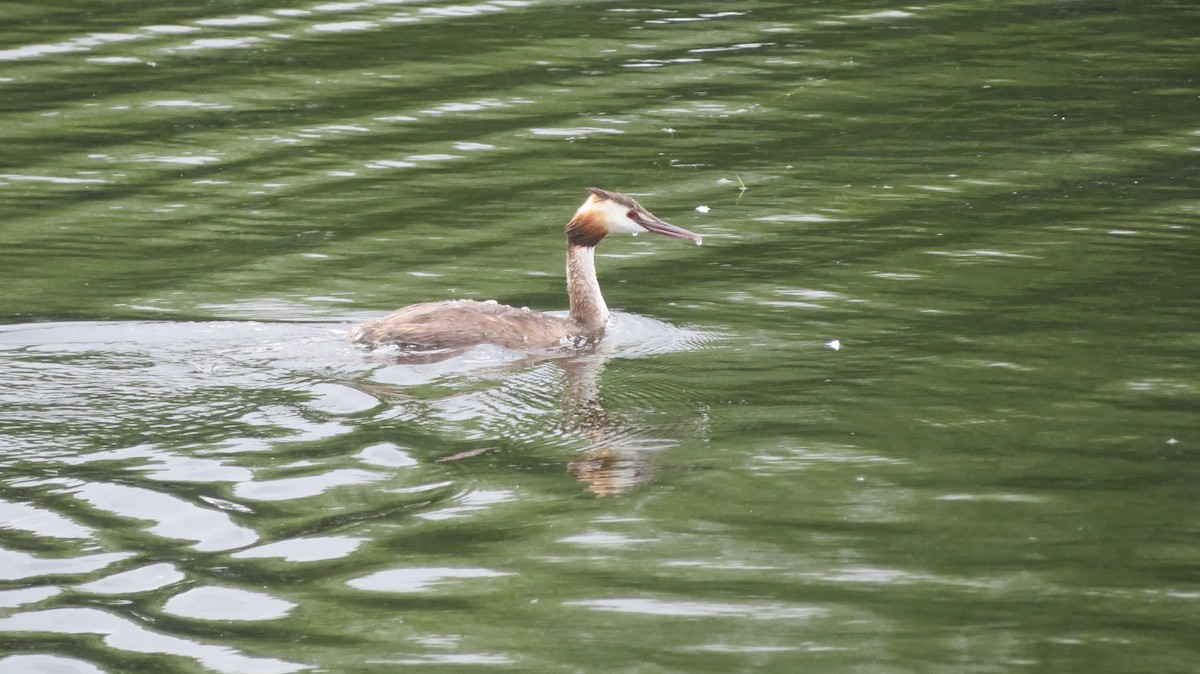 Great Crested Grebe - ML597032701