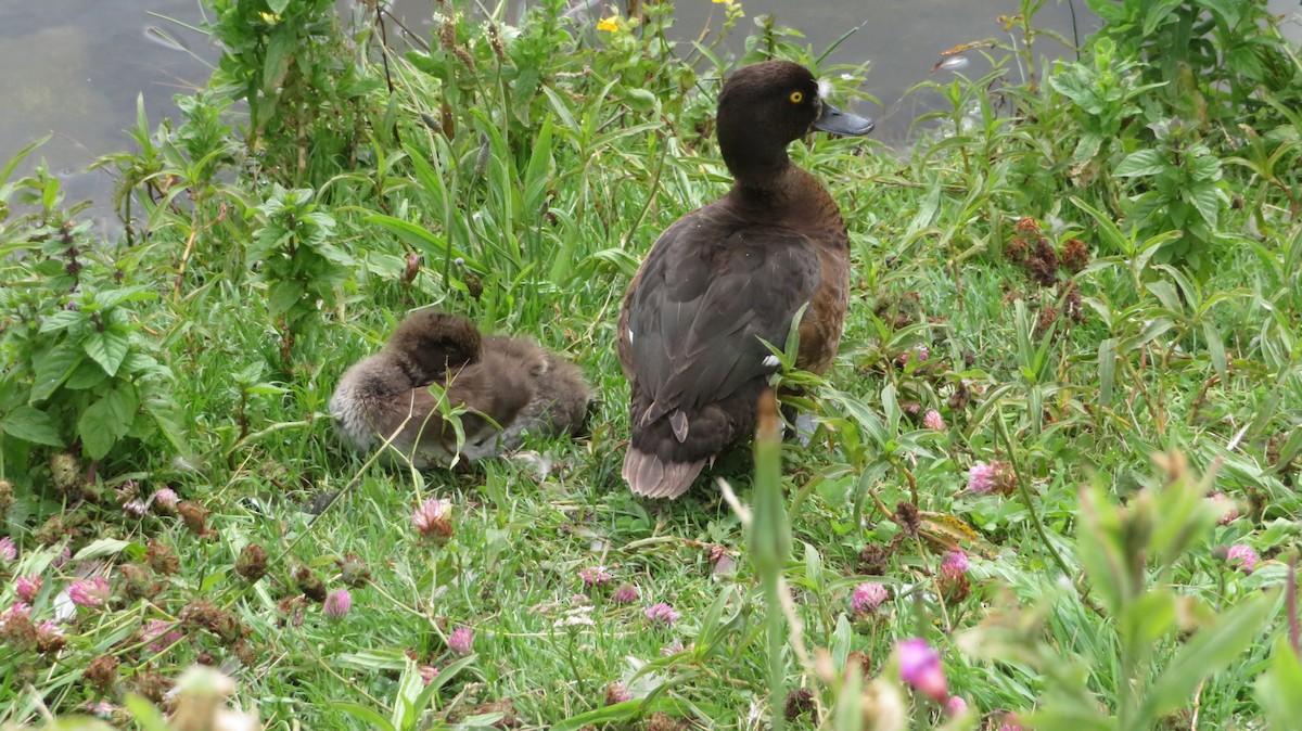 鳳頭潛鴨 - ML597032981