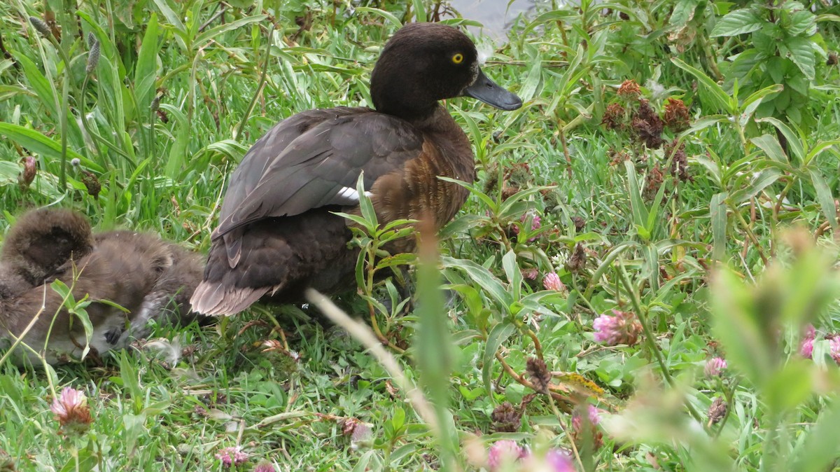 鳳頭潛鴨 - ML597032991