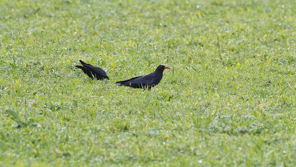 Red-billed Chough - ML597033351