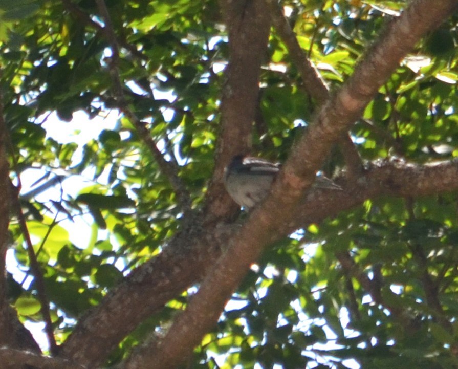 Variable Antshrike - ML597033971