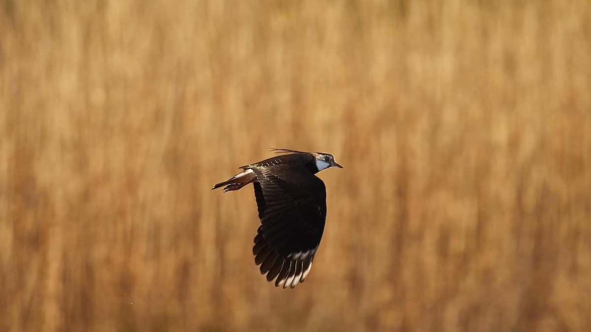 Northern Lapwing - ML597034271