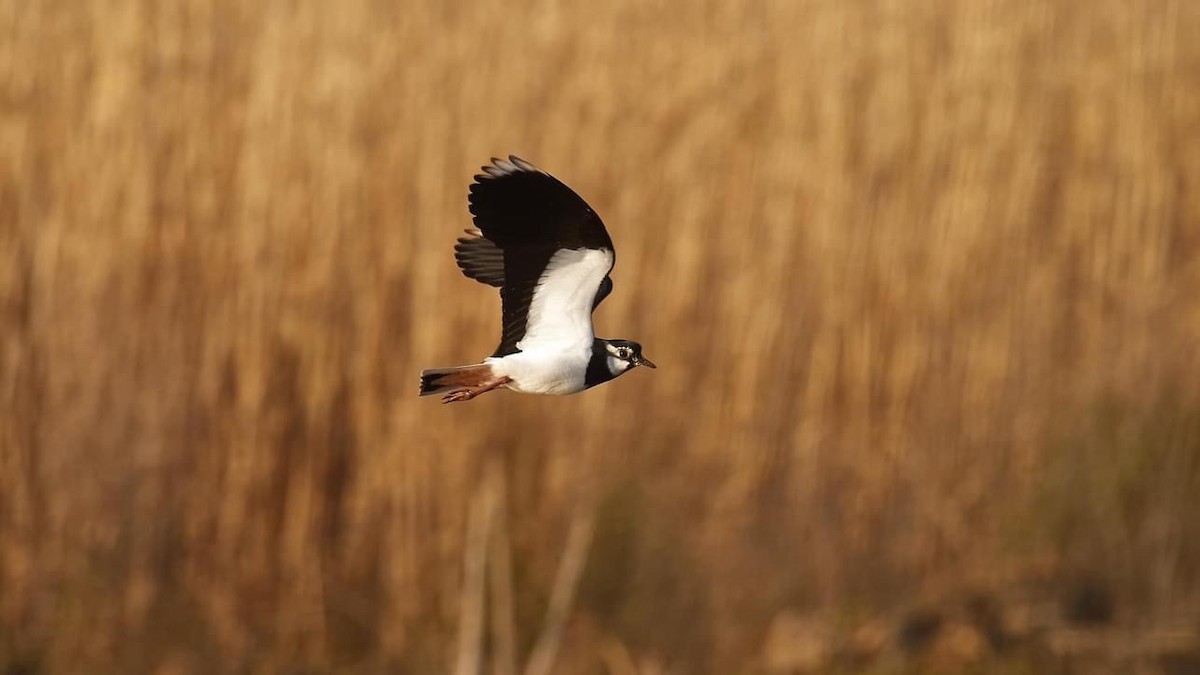 Northern Lapwing - ML597034281