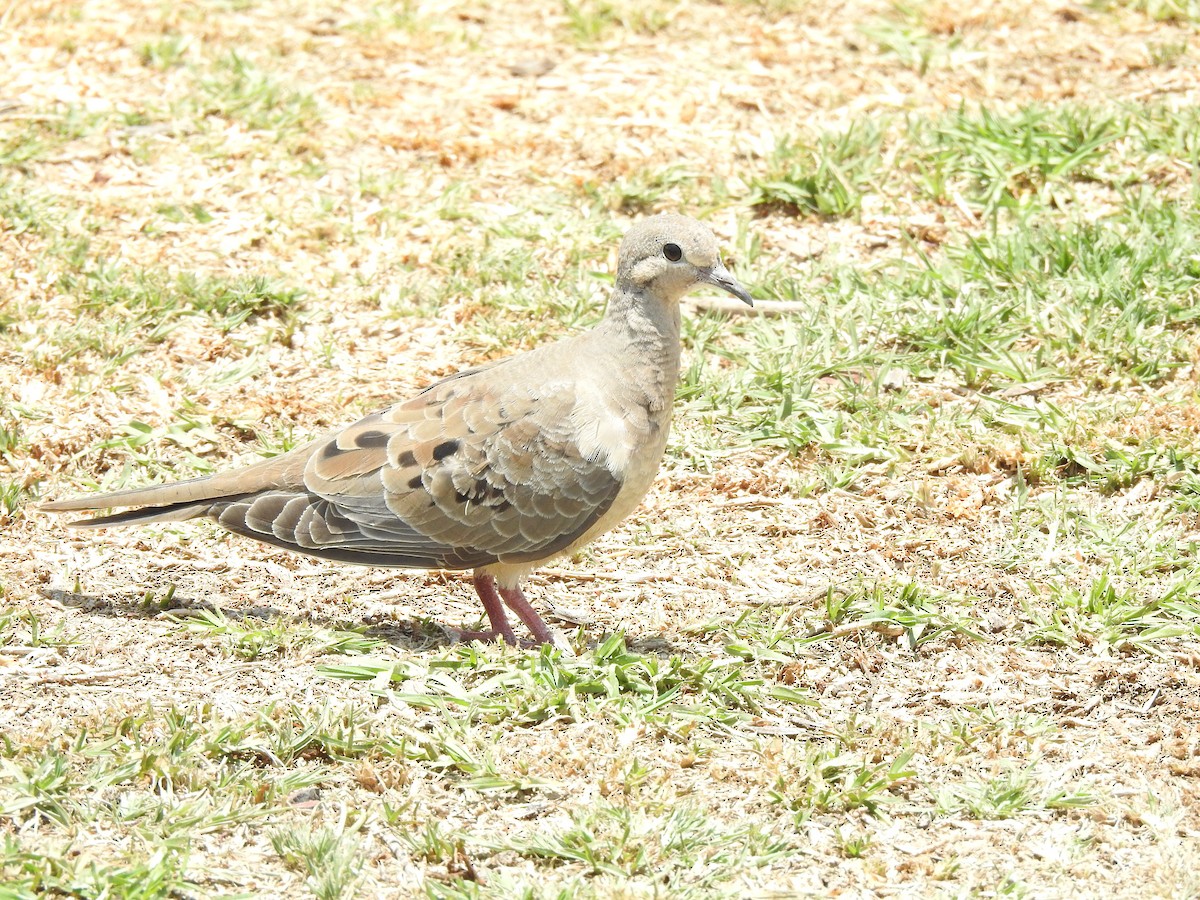 Mourning Dove - ML597034451