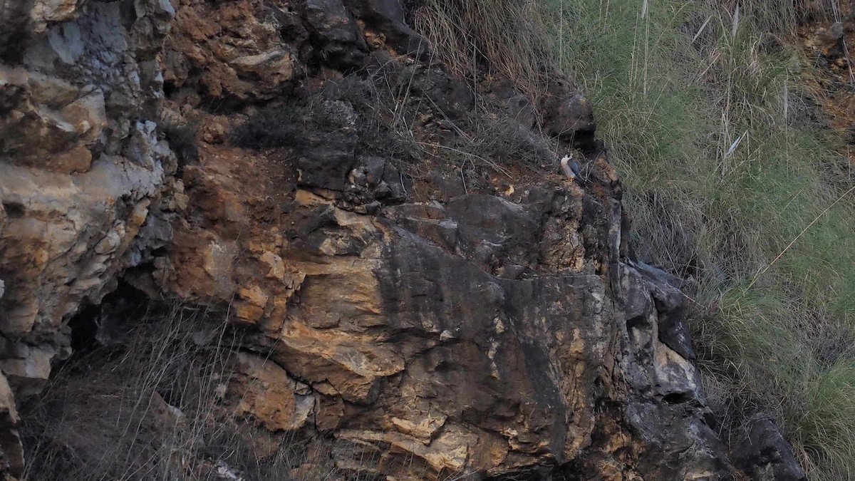 Peregrine Falcon - ML597034921