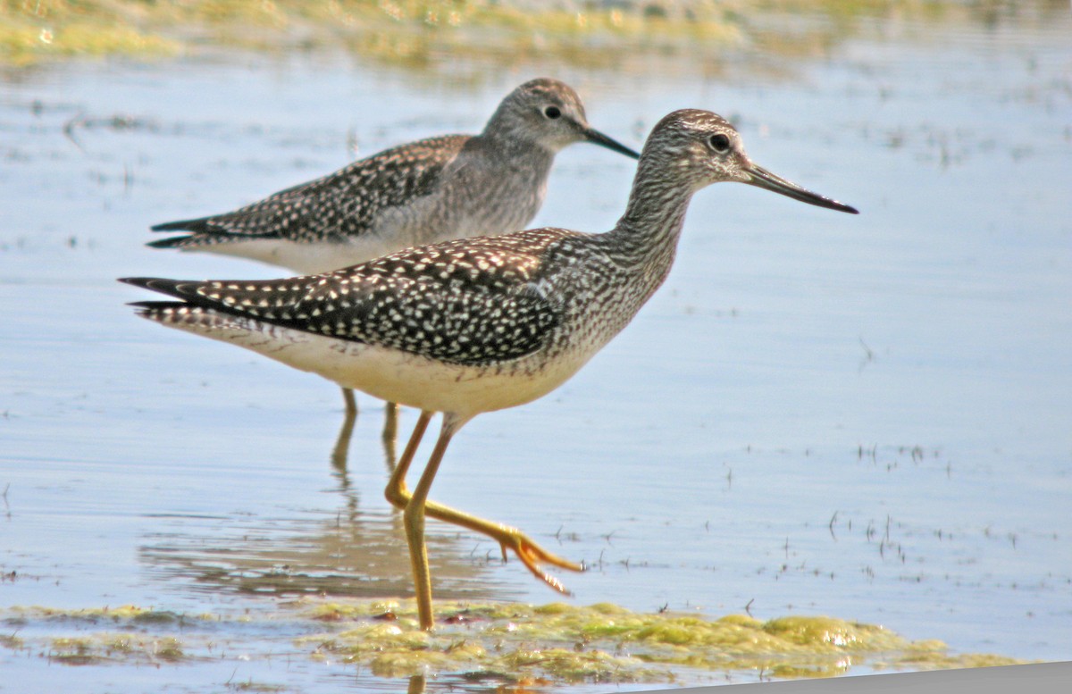 Greater Yellowlegs - ML597035121