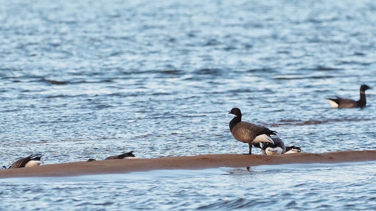 Brant (Dark-bellied) - ML597035161