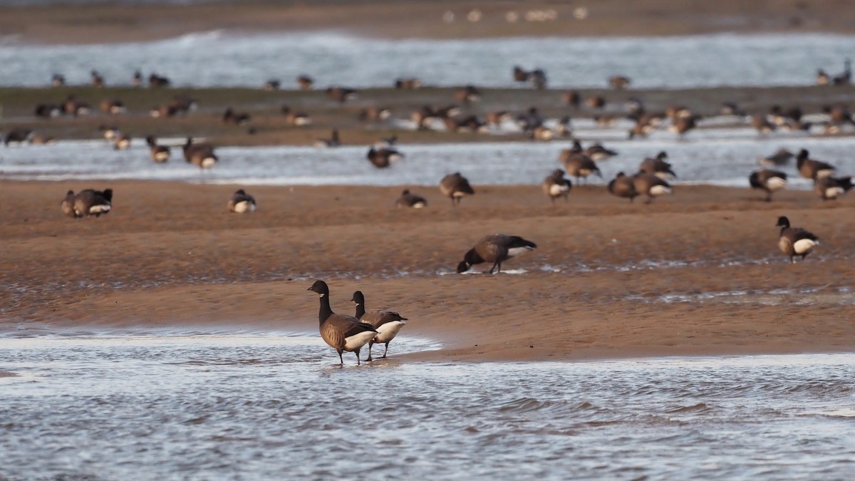 Brant (Dark-bellied) - ML597035171