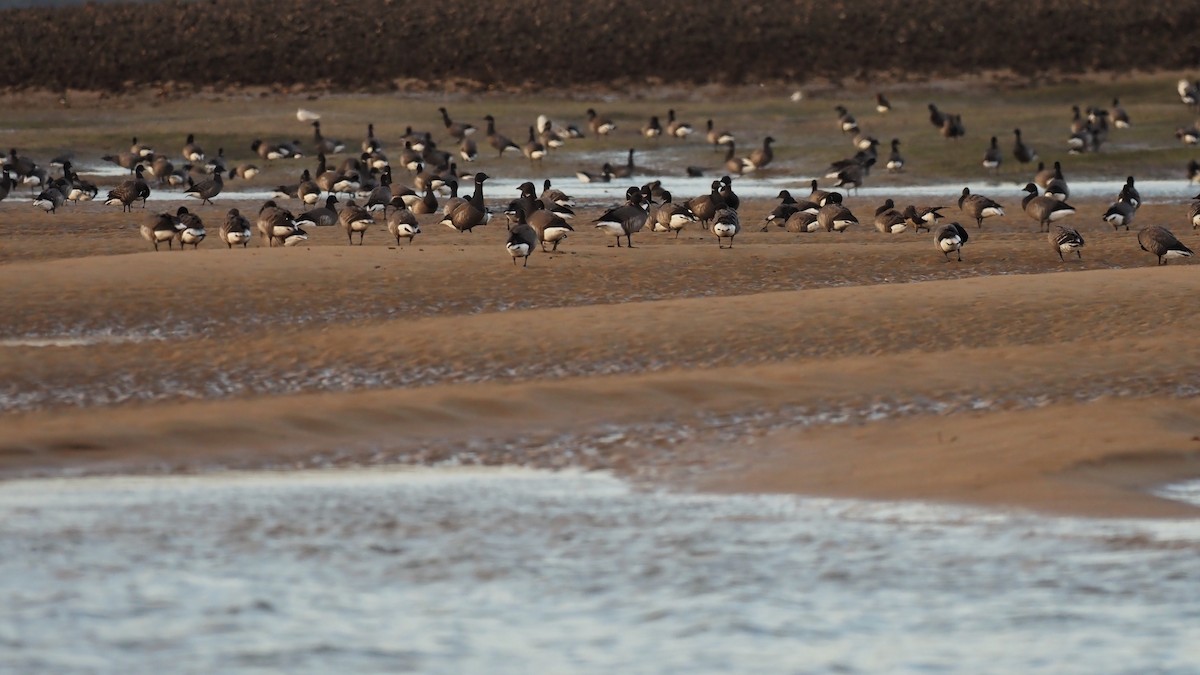 Brant (Dark-bellied) - ML597035181