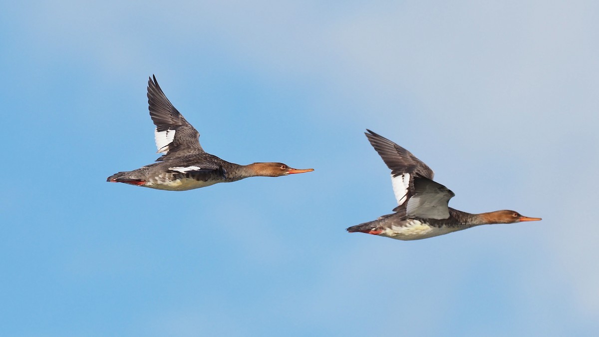 Red-breasted Merganser - ML597035501