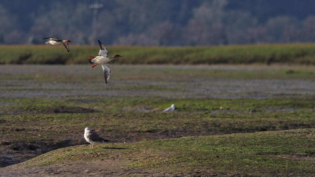 Red-breasted Merganser - ML597035511