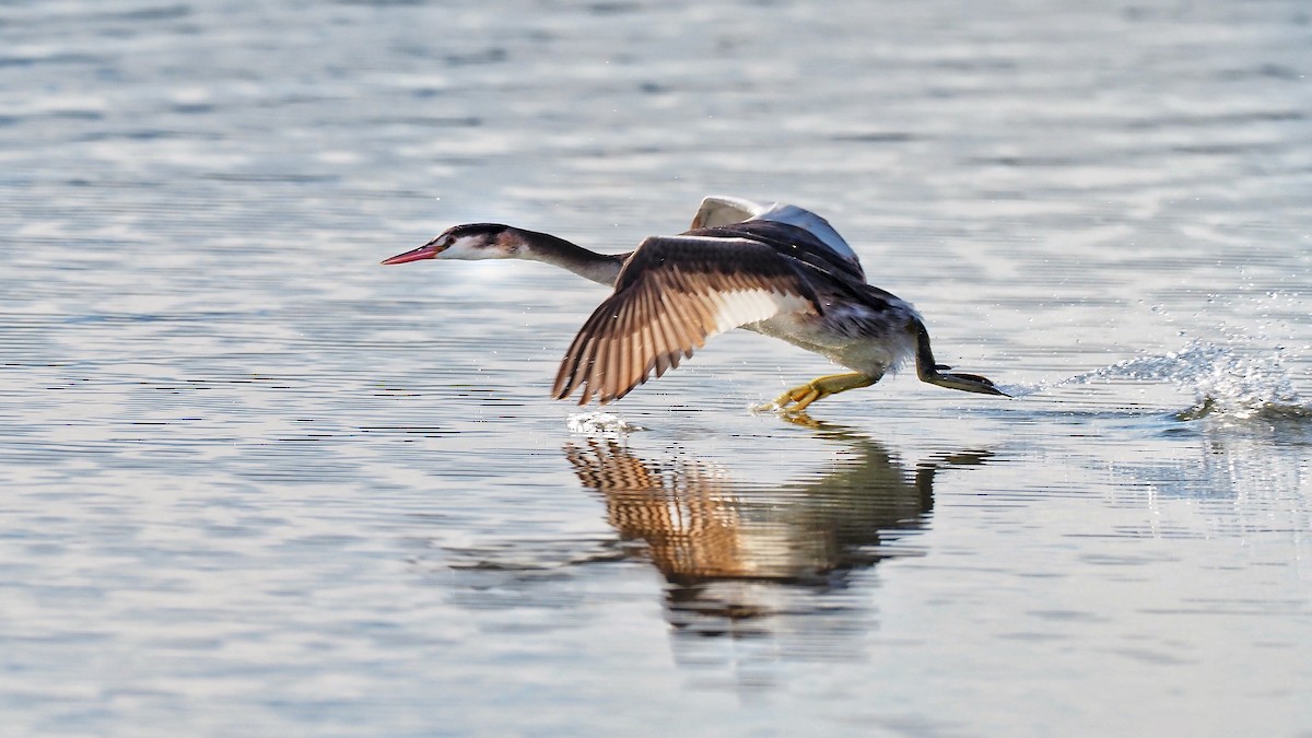 Great Crested Grebe - ML597035681