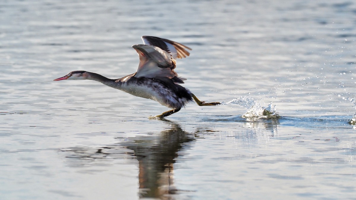 Great Crested Grebe - ML597035691