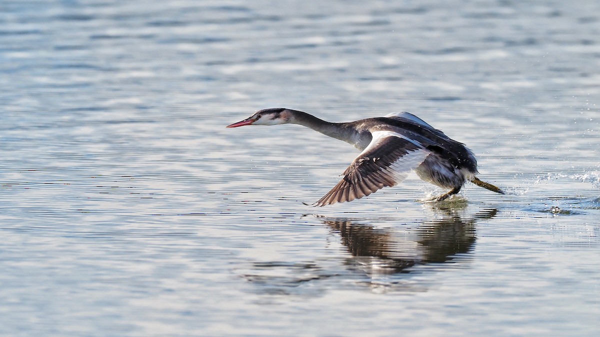 Great Crested Grebe - ML597035701