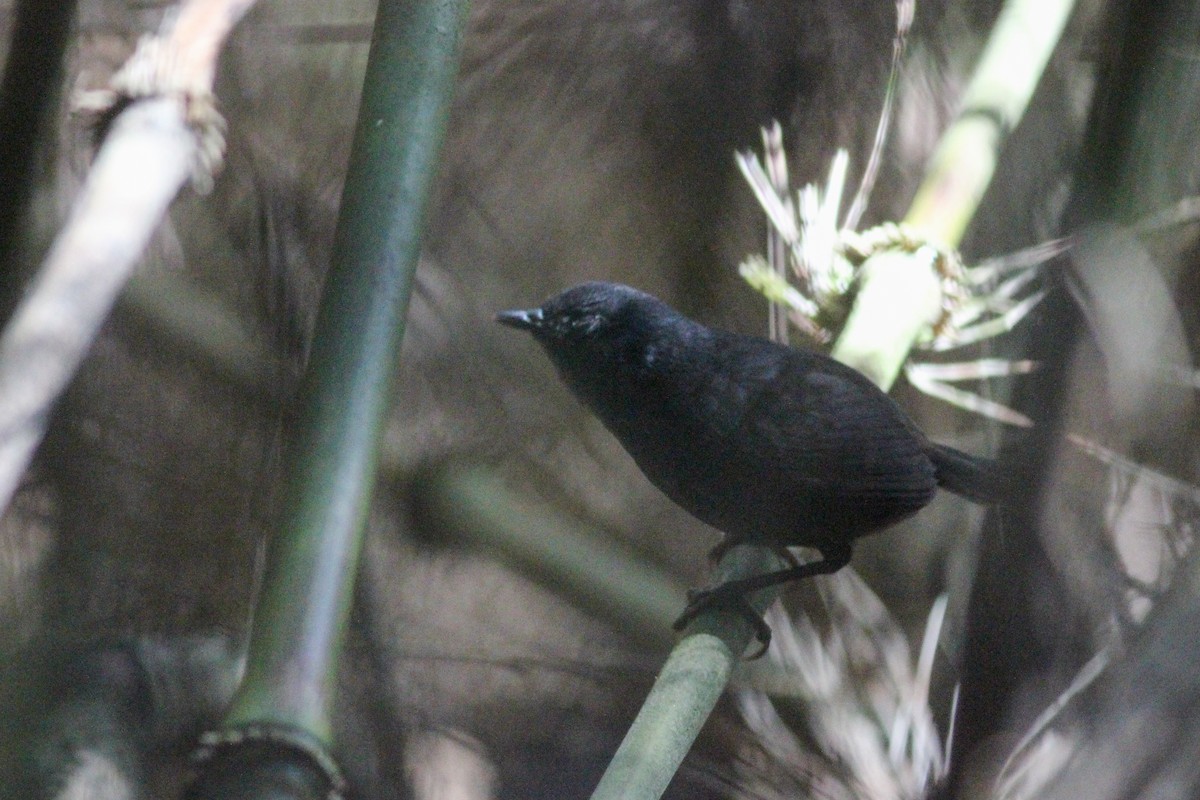 Caracas Tapaculo - ML597035781