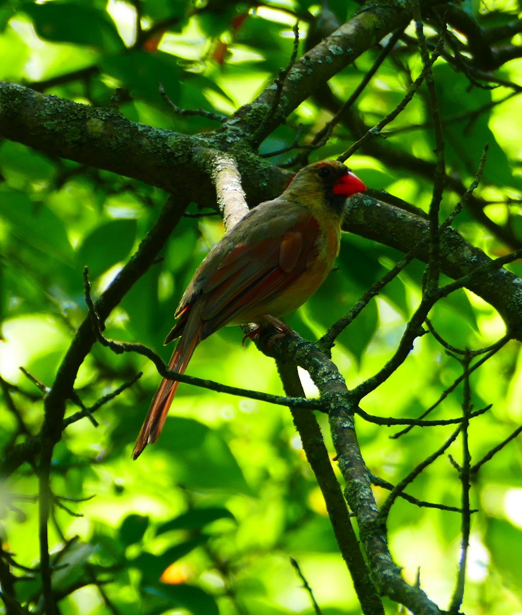 Kırmızı Kardinal - ML597035911