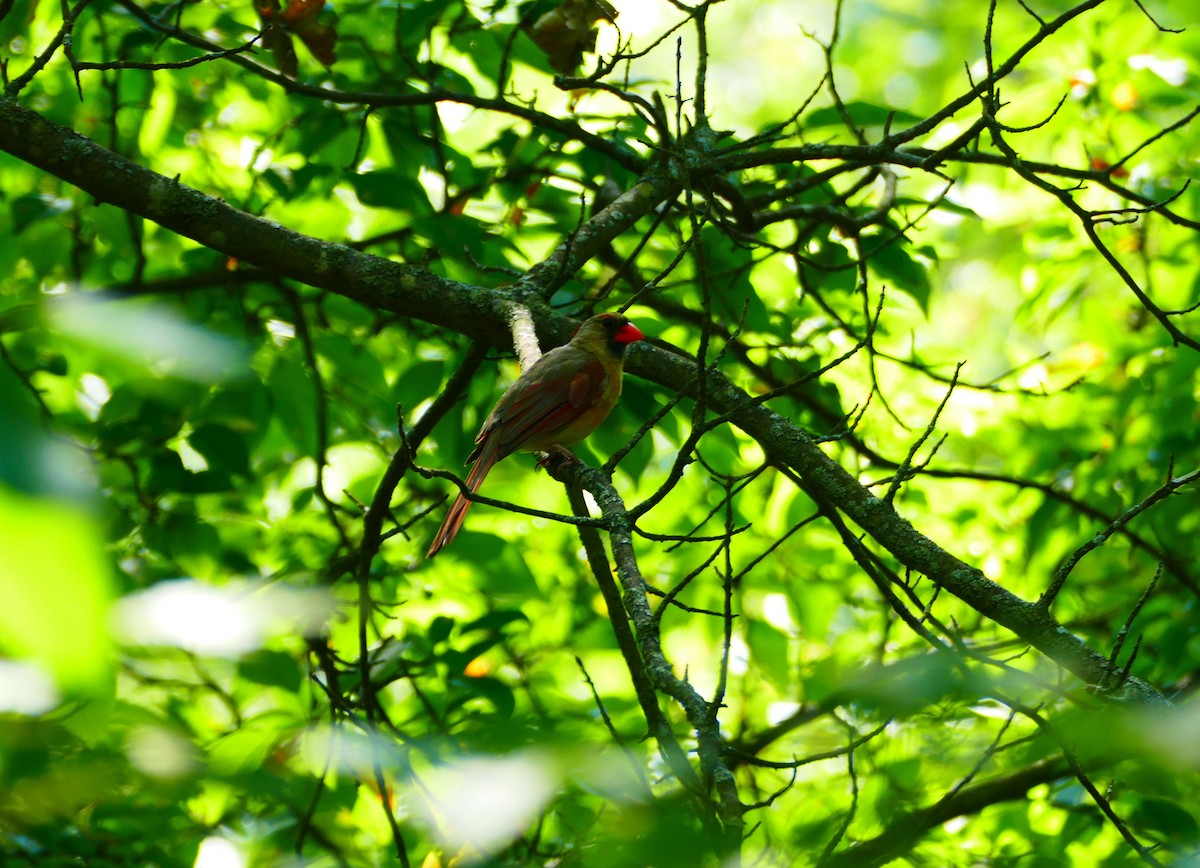 Kırmızı Kardinal - ML597035921