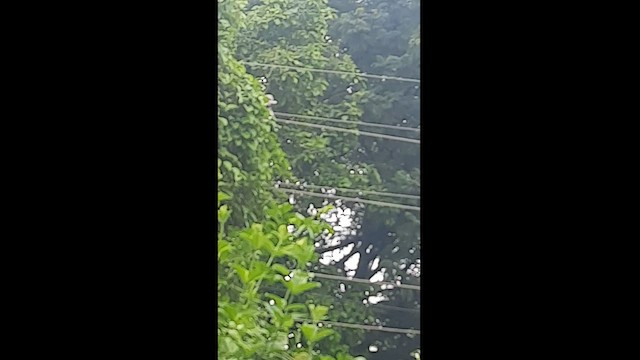 Өөдсөн хүүрзгэнэ - ML597036371