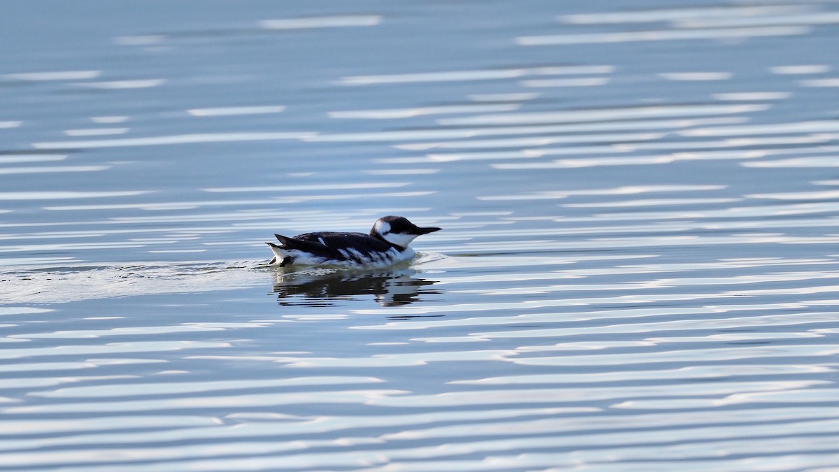 Razorbill - ML597036441