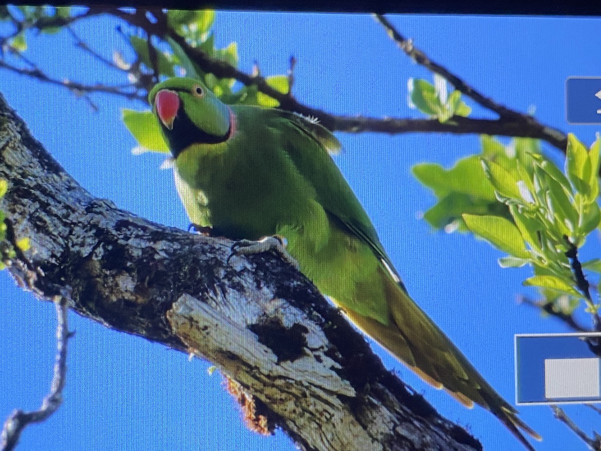 Morityus Yeşil Papağanı - ML597036471