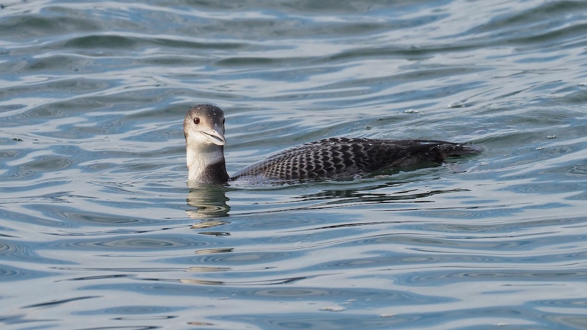 Common Loon - ML597036511