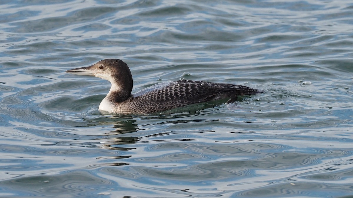 Common Loon - ML597036521