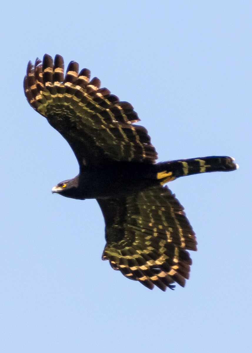 Чёрный хохлатый орёл - ML597036791