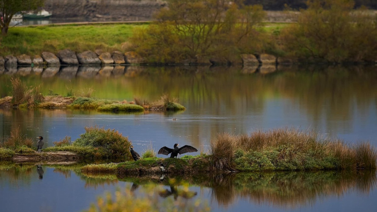 Great Cormorant - ML597036901