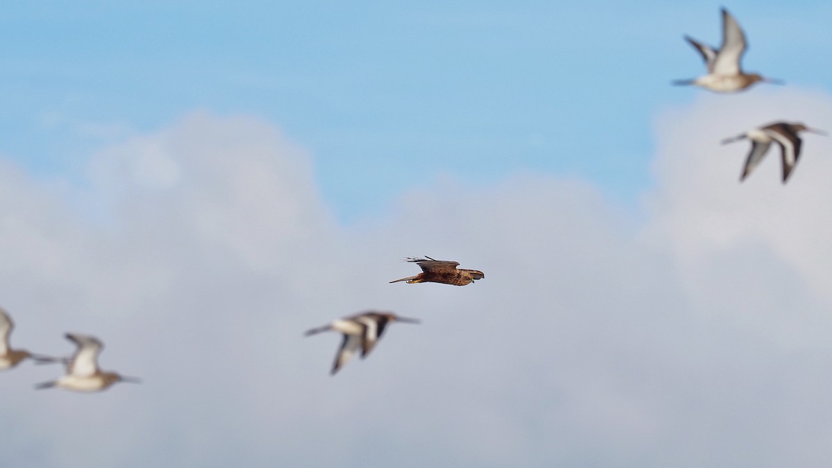 Western Marsh Harrier - ML597037001