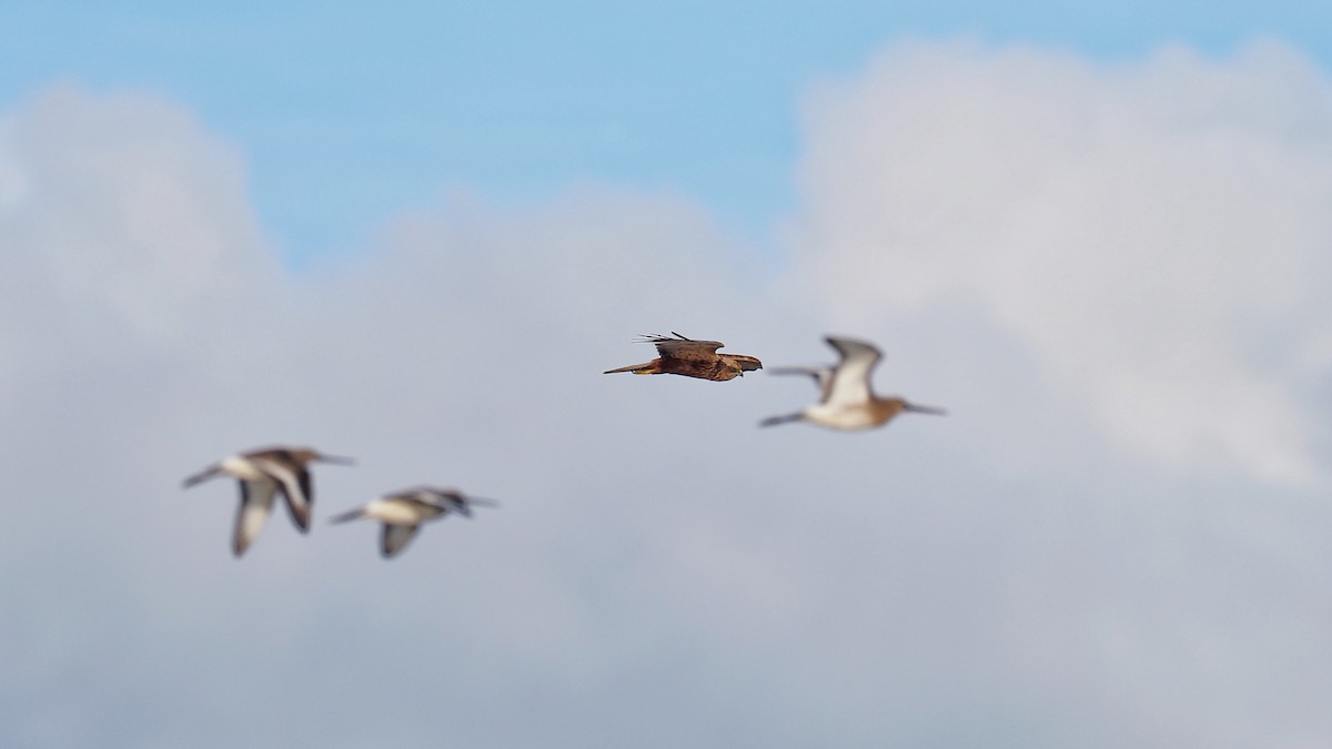 Western Marsh Harrier - ML597037011
