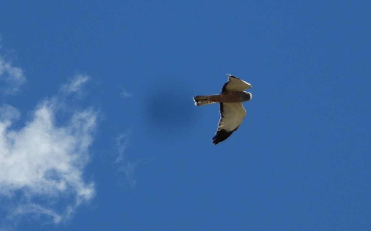 Cinereous Harrier - ML597037021