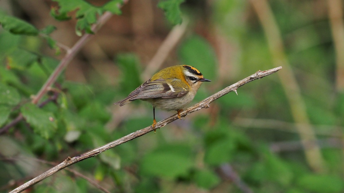 Common Firecrest - ML597037061