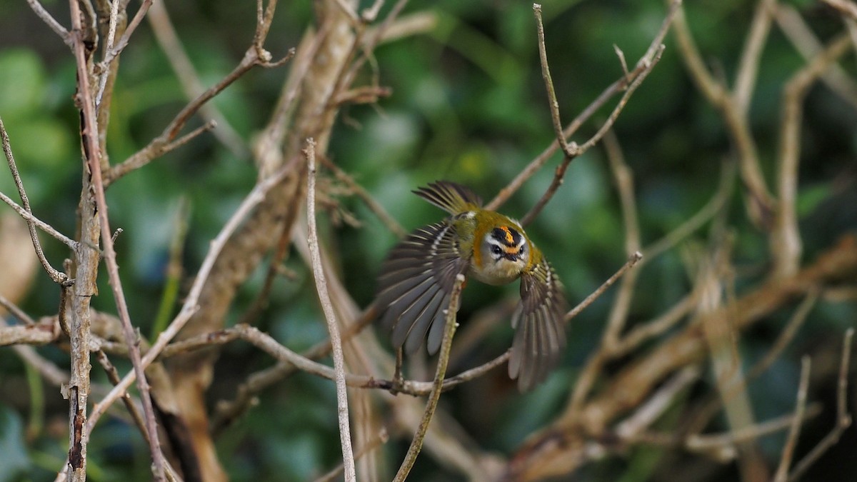 Common Firecrest - ML597037071