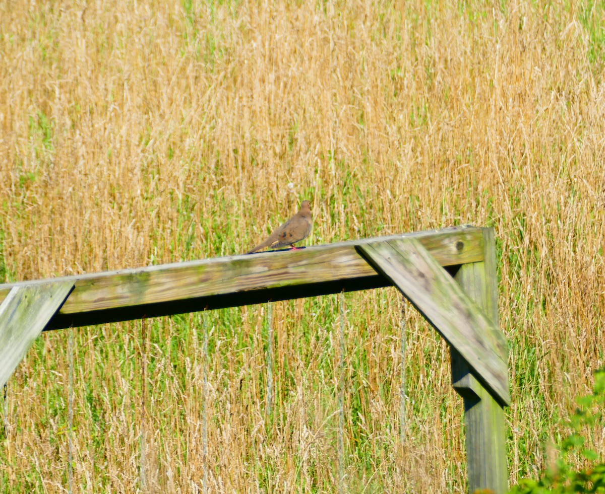 Mourning Dove - ML597037211