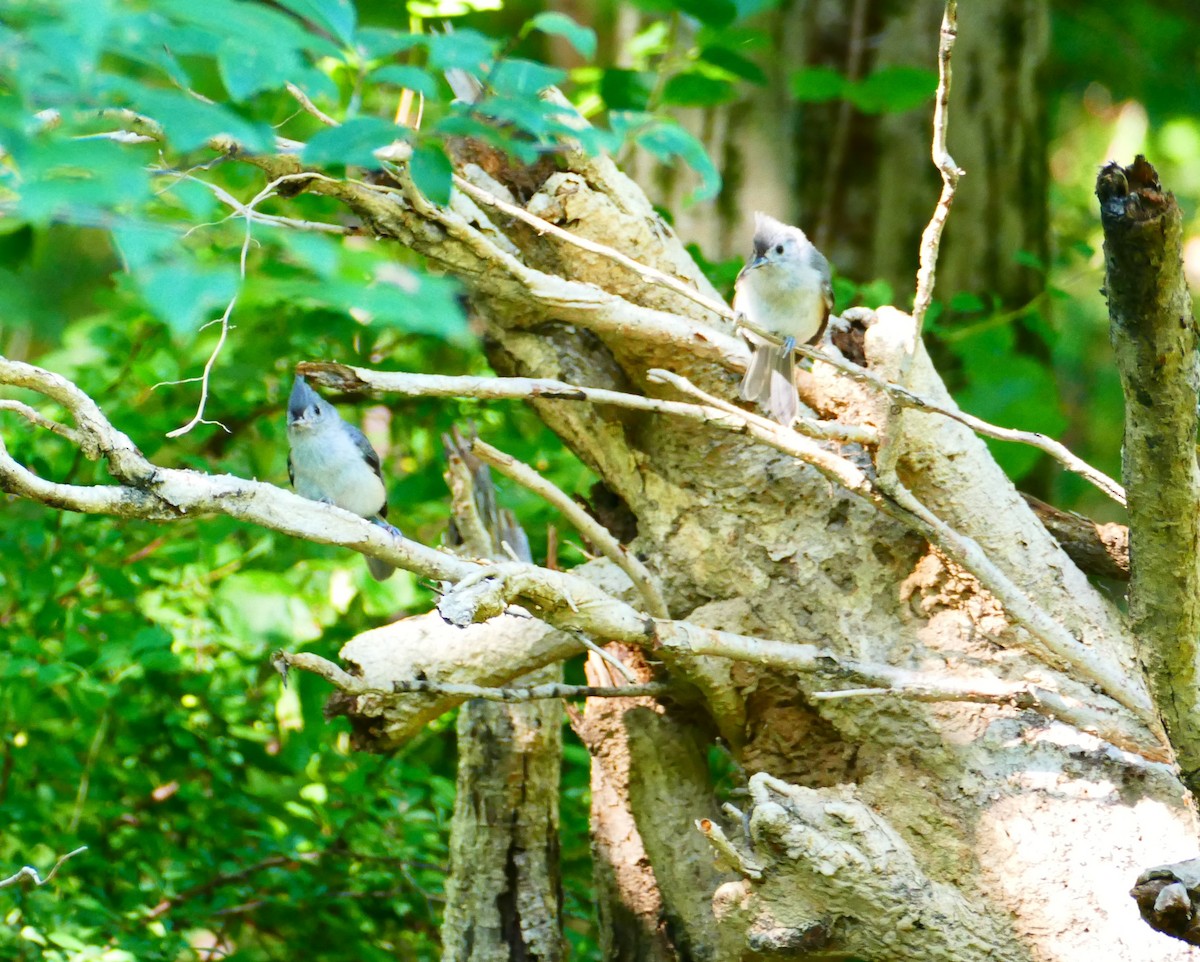 Tufted Titmouse - ML597037241