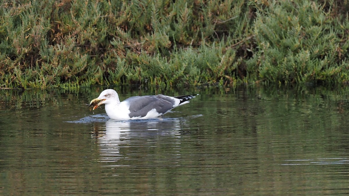 Lesser Black-backed Gull - ML597037461