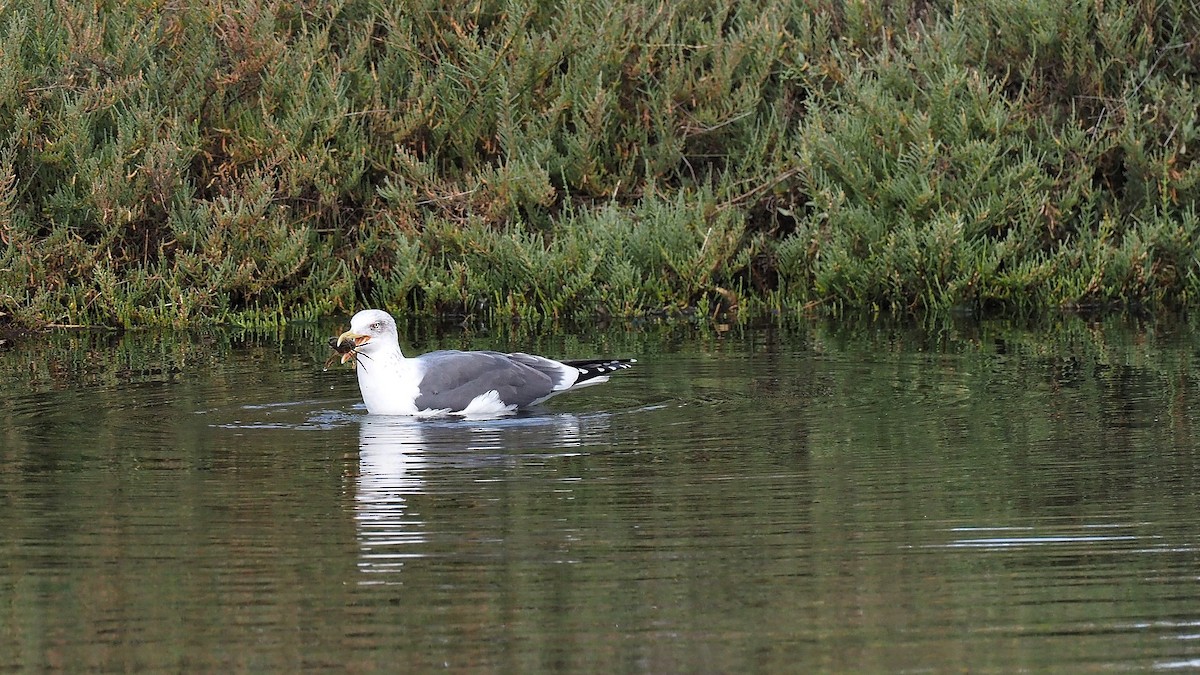 Lesser Black-backed Gull - ML597037471