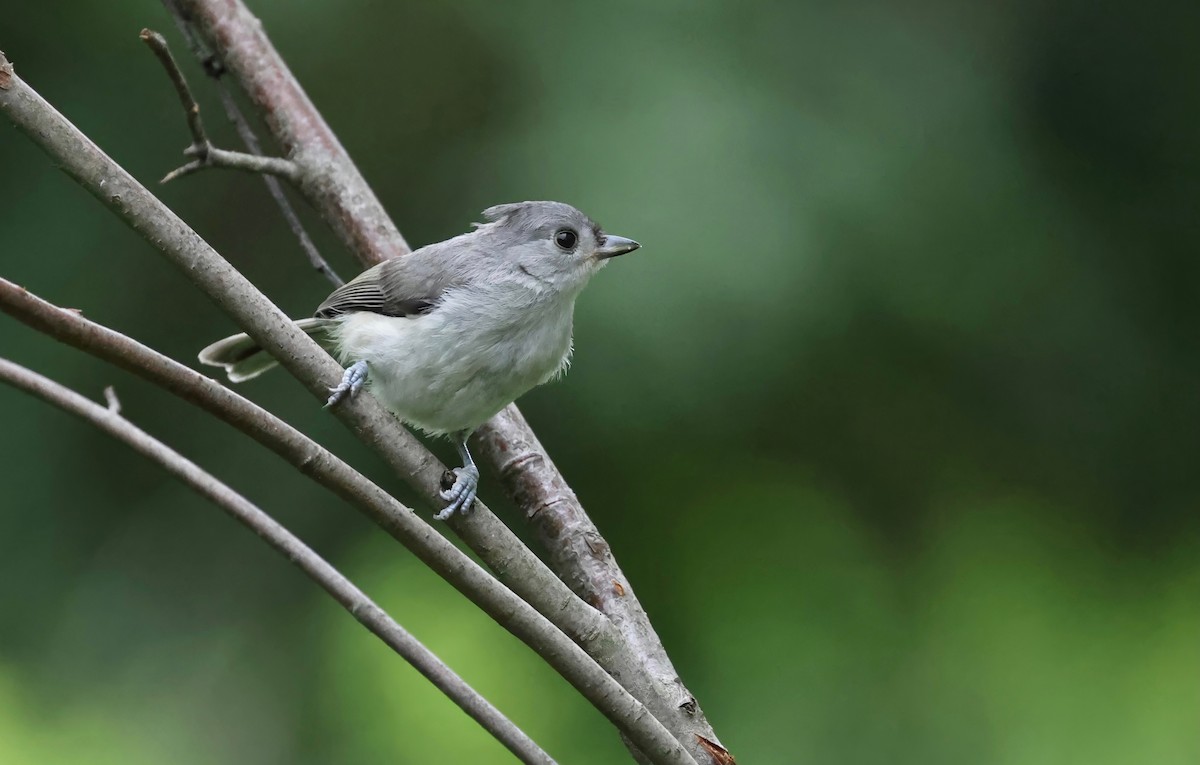 Tufted Titmouse - ML597037591