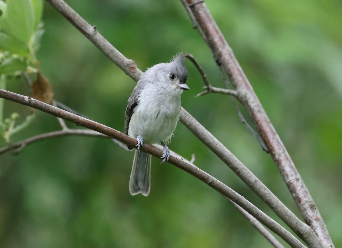 Tufted Titmouse - ML597037681