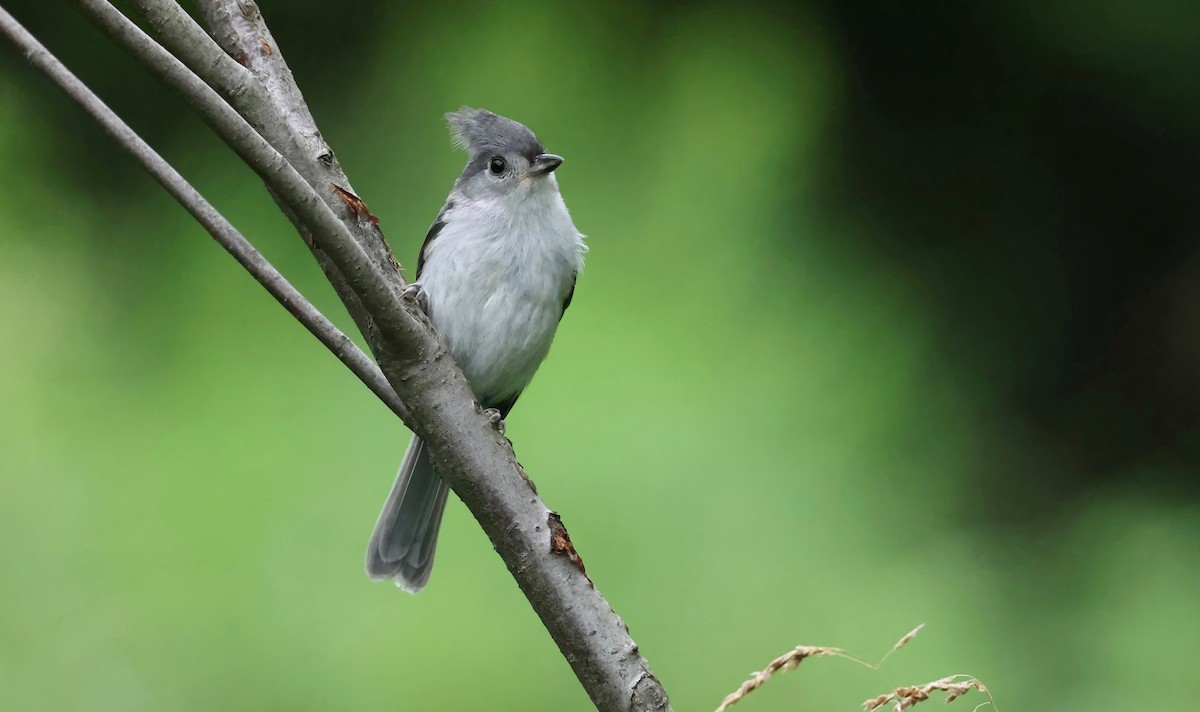 gråduskmeis - ML597037701