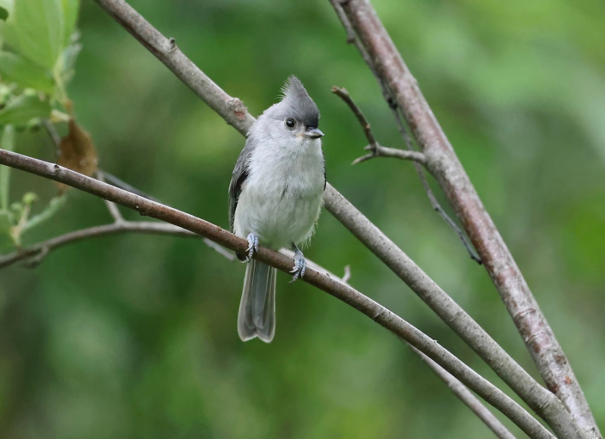 Mésange bicolore - ML597037711