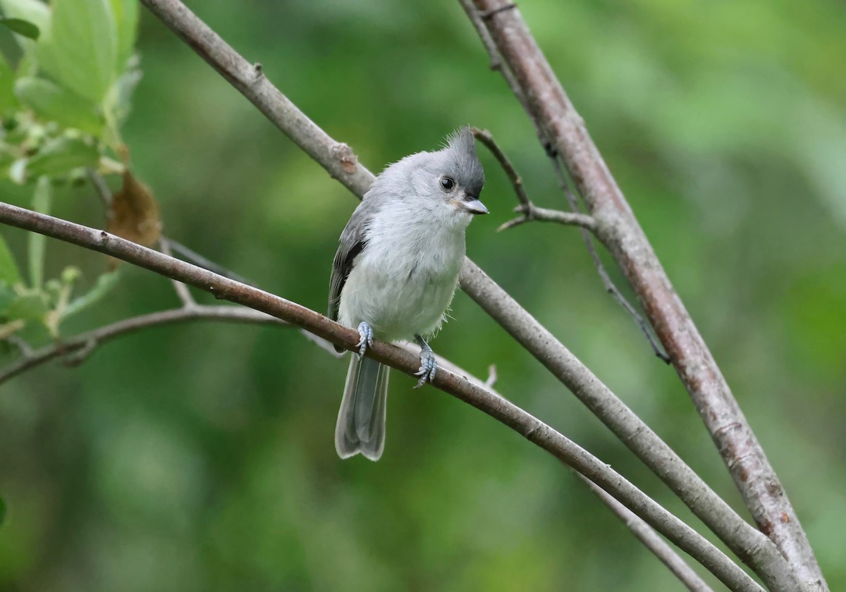 Tufted Titmouse - ML597037751