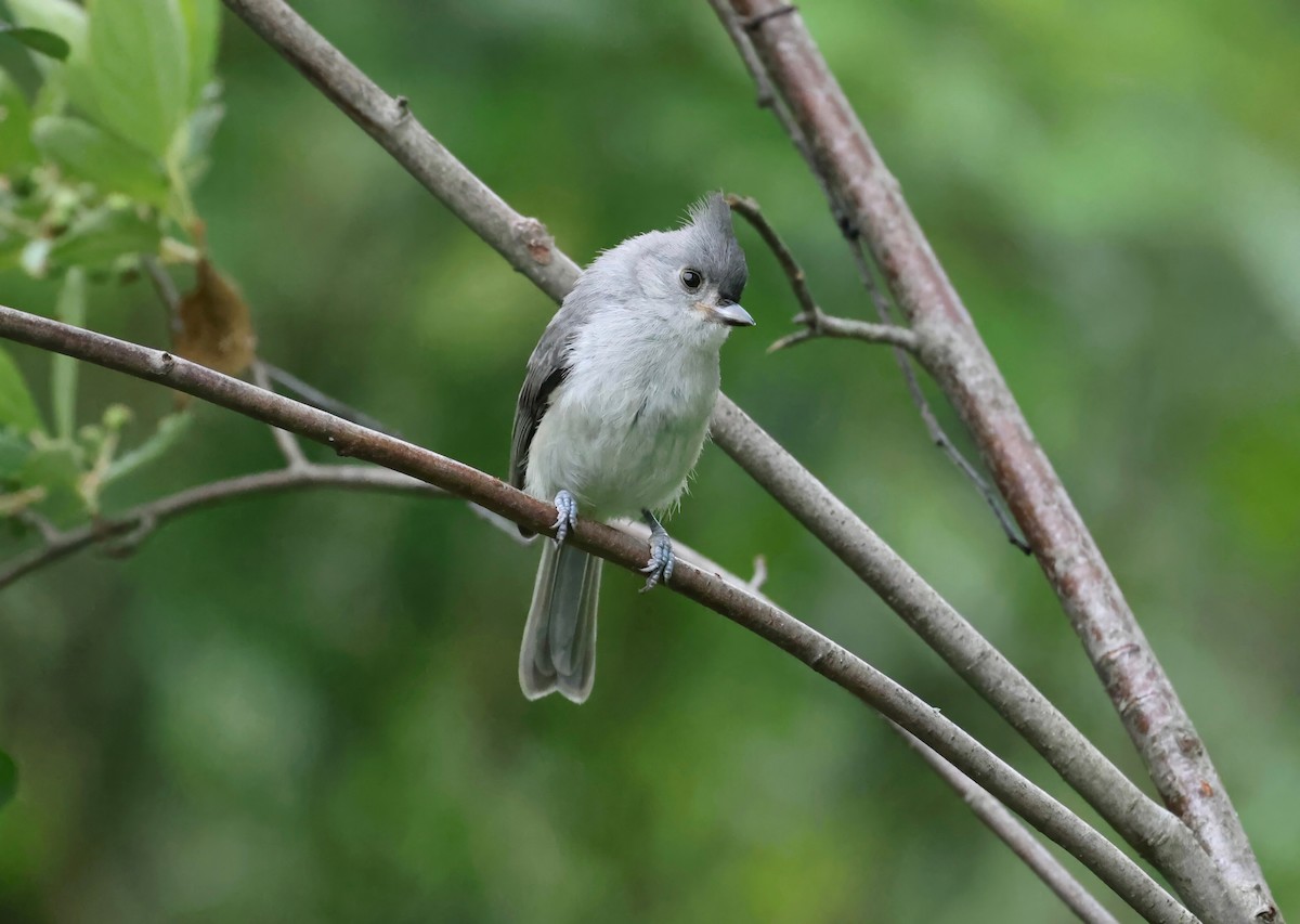 gråduskmeis - ML597037761