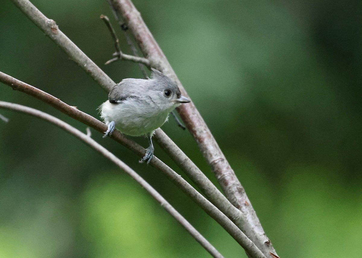 Mésange bicolore - ML597037771