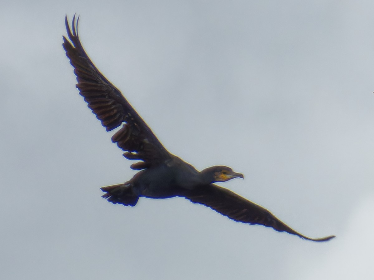 Great Cormorant - ML597037871